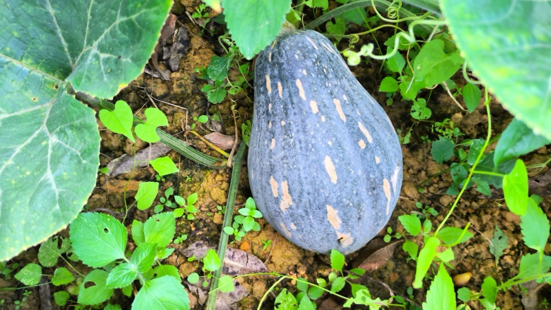 香芋南瓜口感好，粉糯香甜，成熟度高，。。
