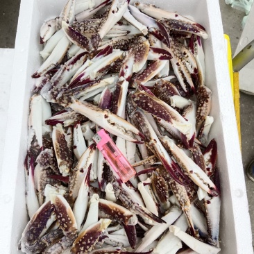 中号/大号梭子蟹钳，7斤/件。
