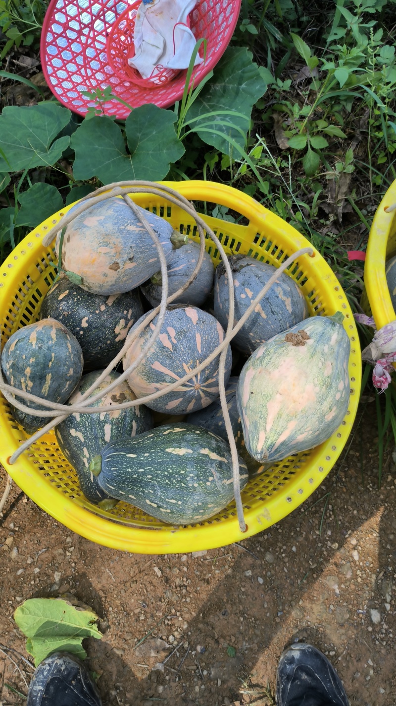 香芋南瓜口感好，粉糯香甜，成熟度高，。。