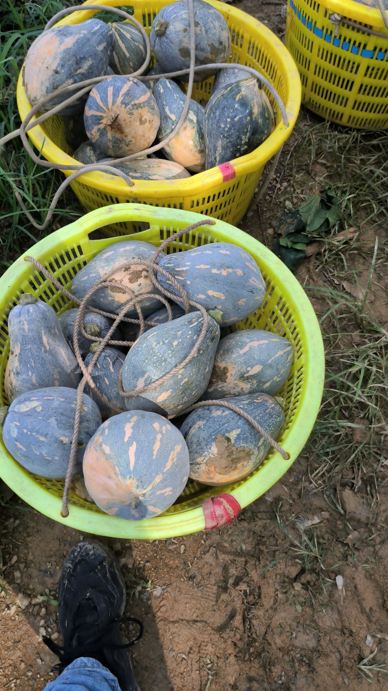 香芋南瓜口感好，粉糯香甜，成熟度高，。。