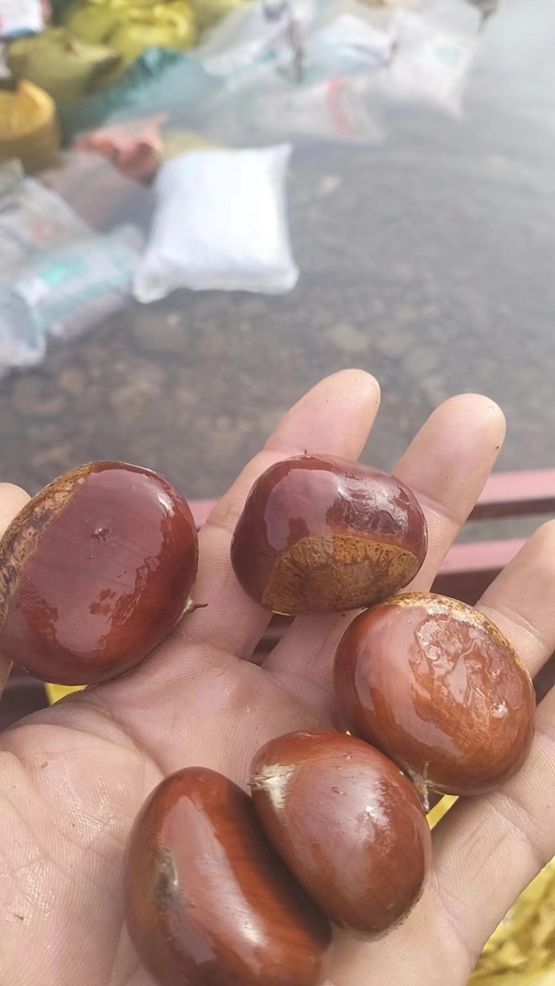 板栗，味道鲜美，可视频看货，量大从优，欢迎来咨询