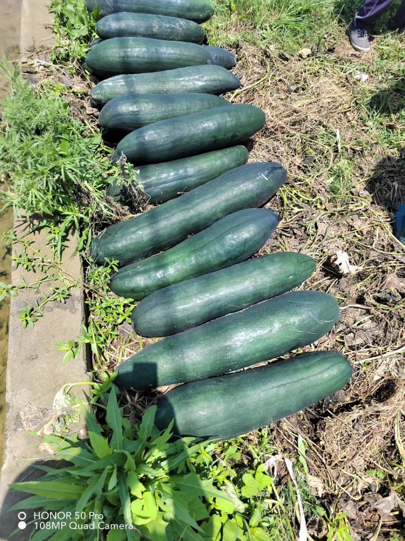 湖北基地种植青皮地瓜规格20到40上市中可代存代发