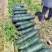 湖北基地种植青皮地瓜规格20到40上市中可代存代发