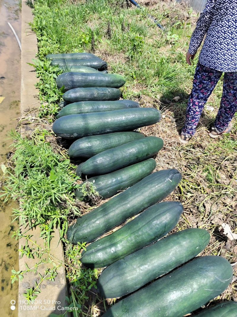 湖北基地种植青皮地瓜规格20到40上市中可代存代发