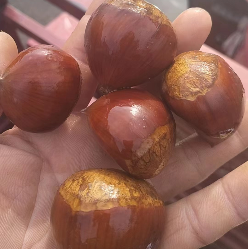 板栗，味道鲜美，可视频看货，量大从优，欢迎来咨询