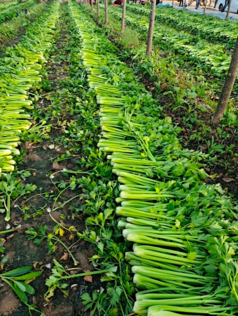 《精品中小颗芹菜》规格齐全/合作社大棚种植