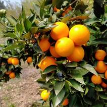 夏橙湖北橙子果靓味甜价优，一手产地货源品质保证