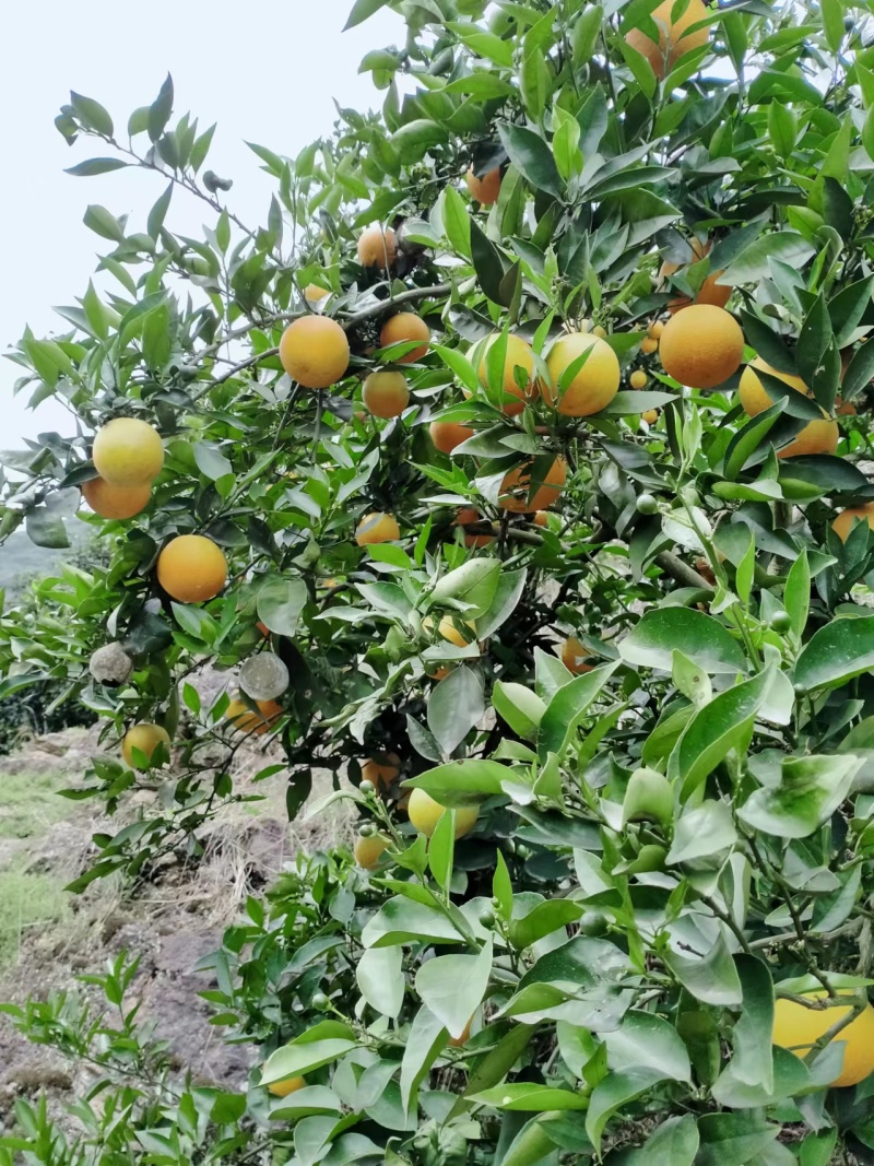 夏橙湖北橙子果靓味甜价优，一手产地货源品质保证