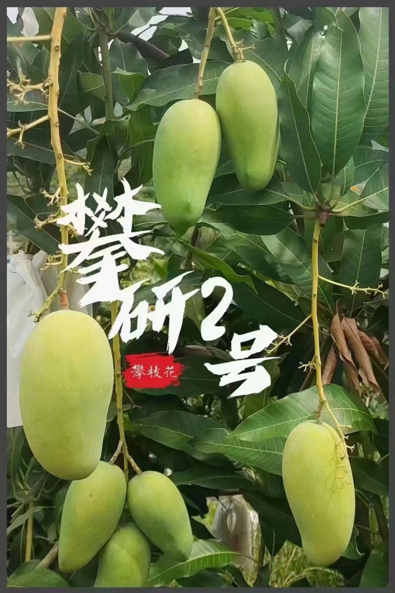 攀枝花攀研芒果