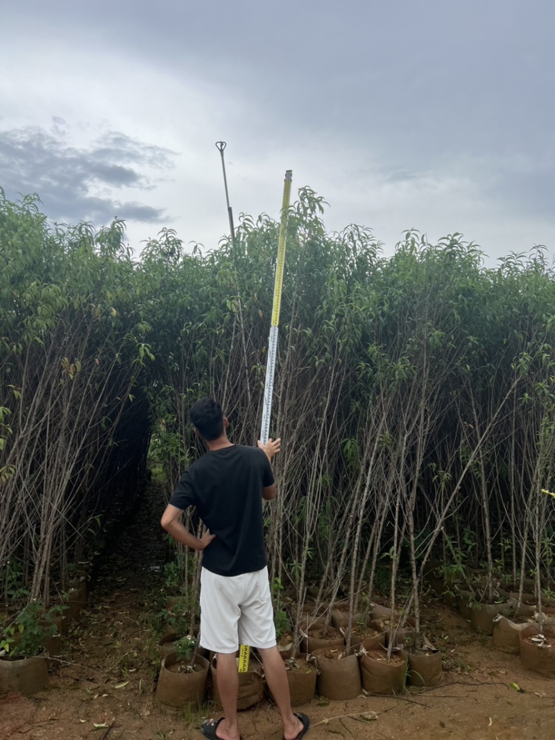 桃花，头径2公分-5公分，大量出售，欢迎来电咨询！