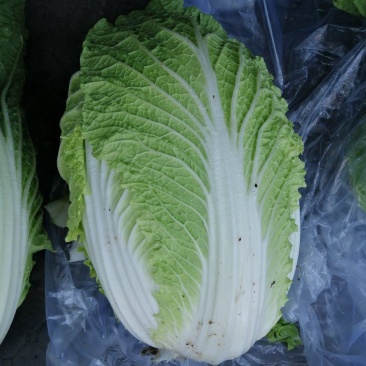 黄心白菜