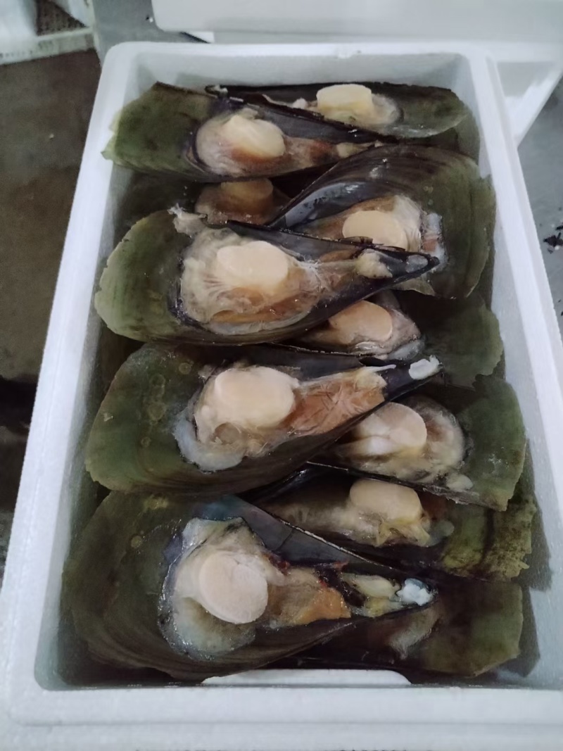 半壳江瑶贝