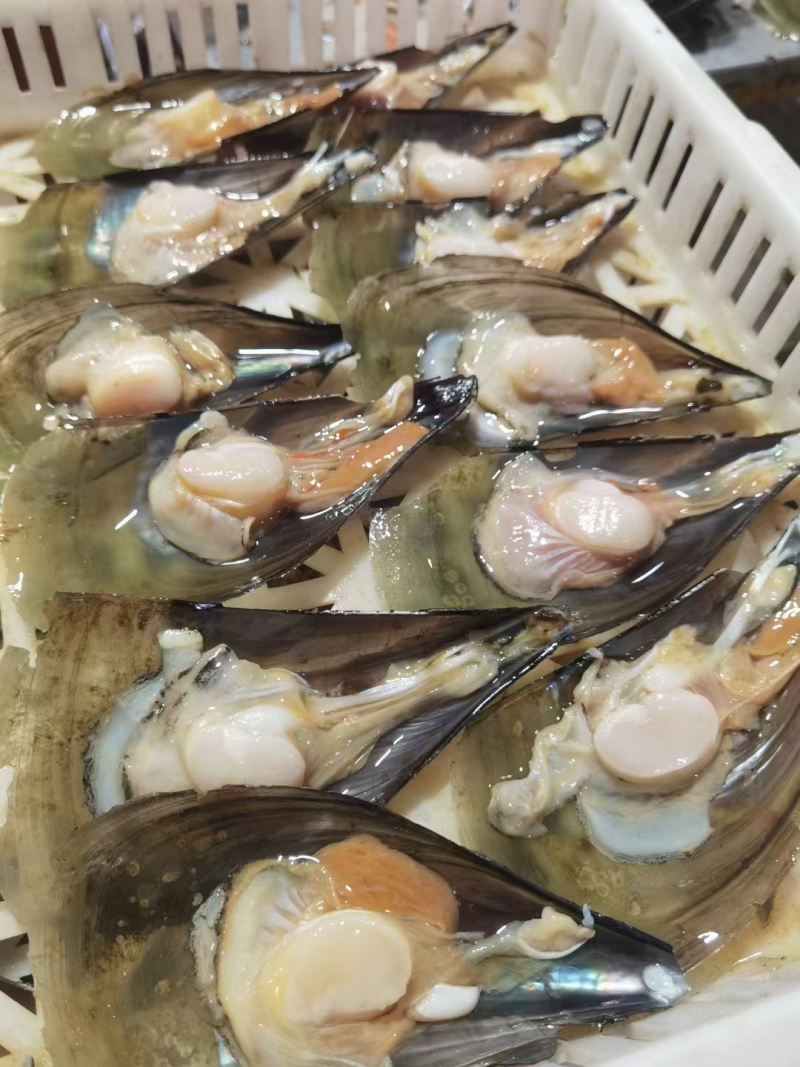 半壳江瑶贝