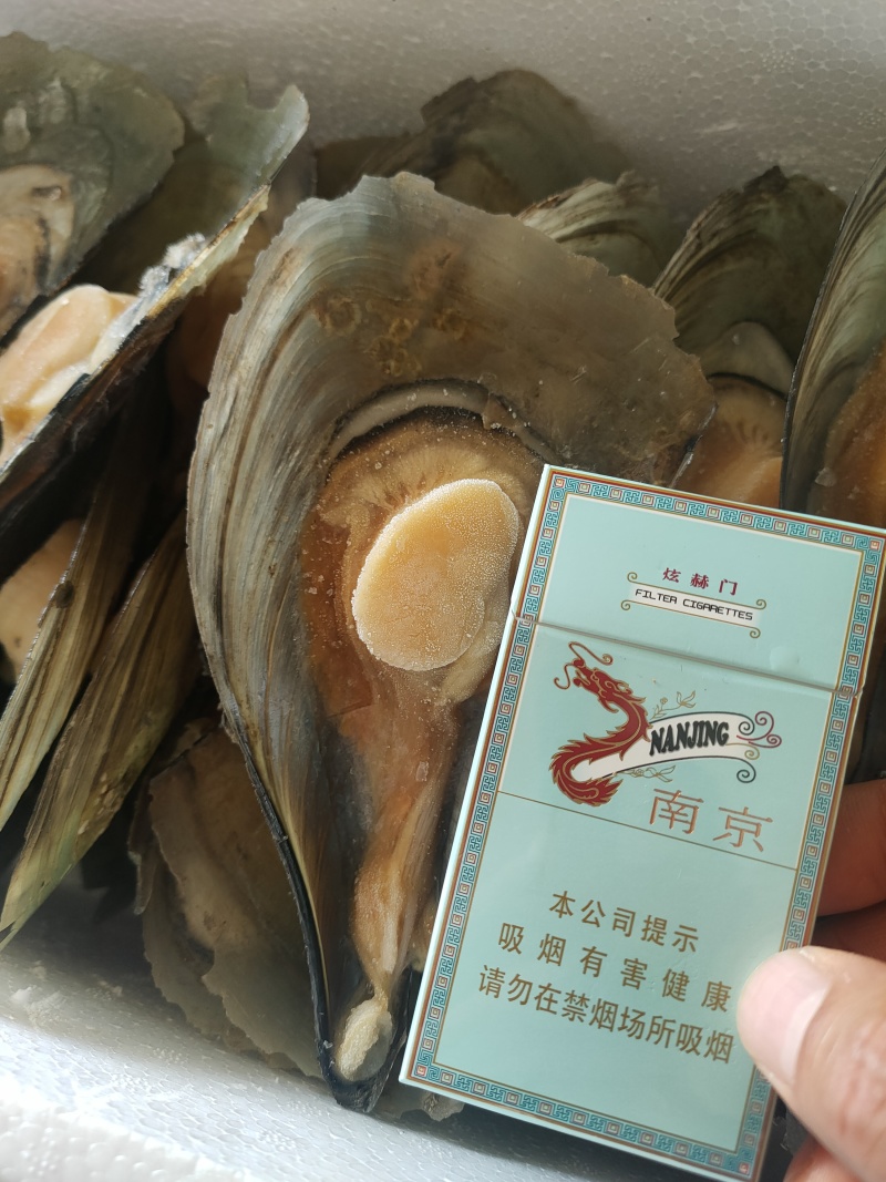 半壳江瑶贝