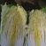 黄心白菜