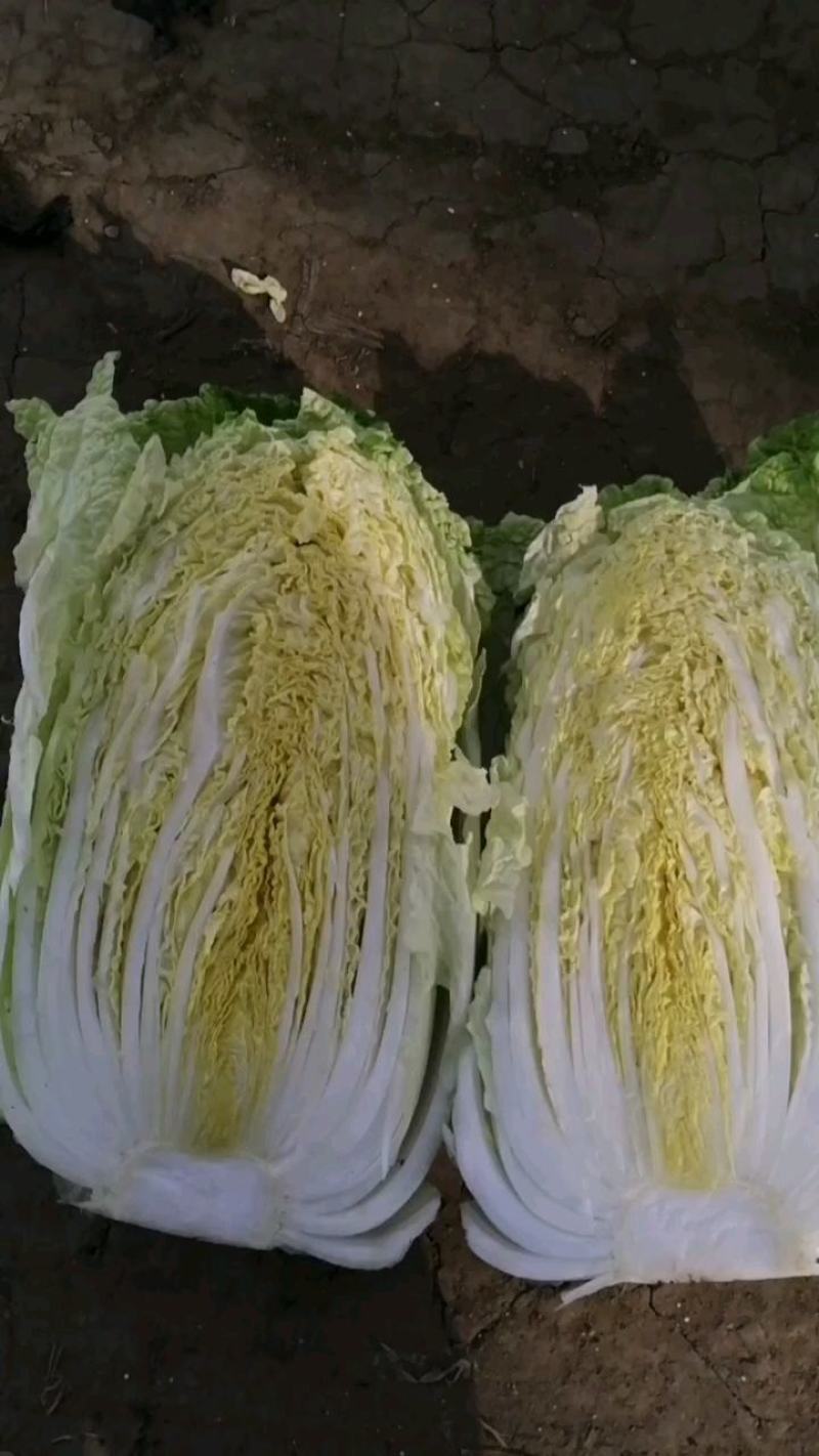 黄心白菜