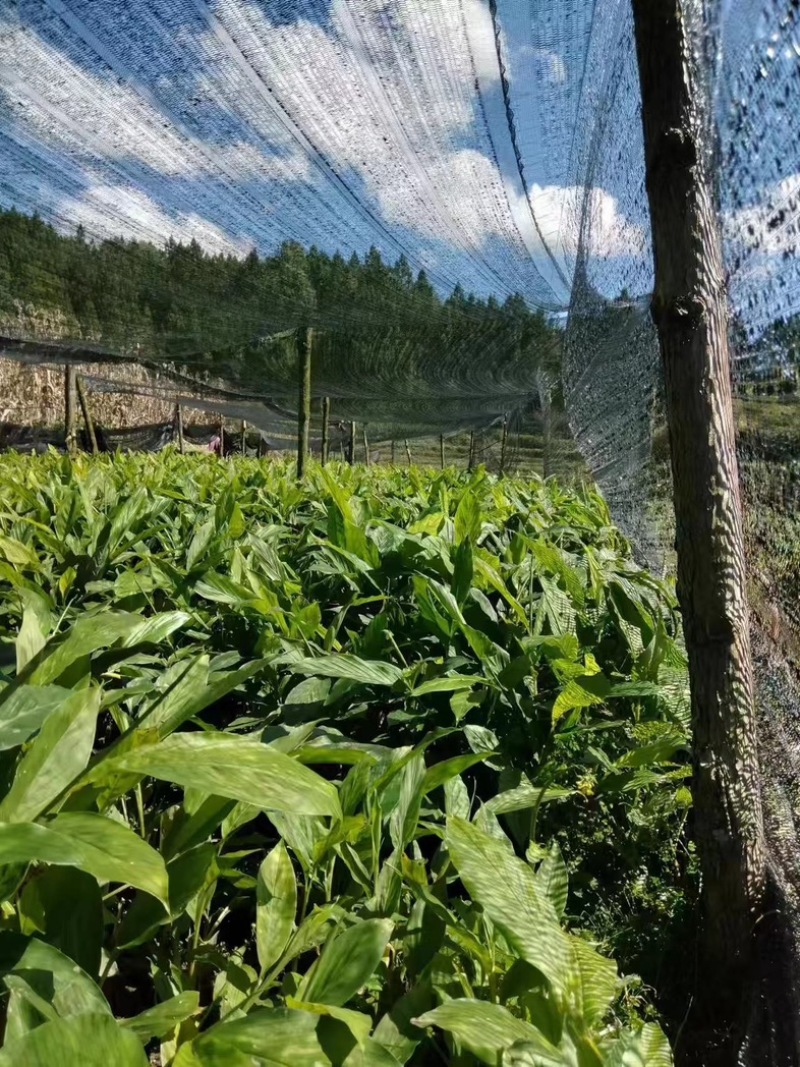 草果苗