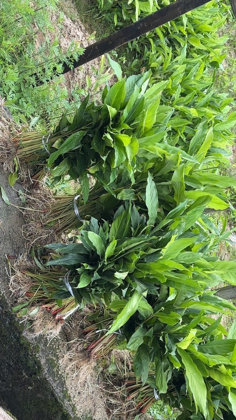 草果苗