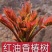 四川大竹红油香椿香芽