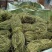 甘甜扎把鸡骨草质量保证欢迎联系采购量大从优