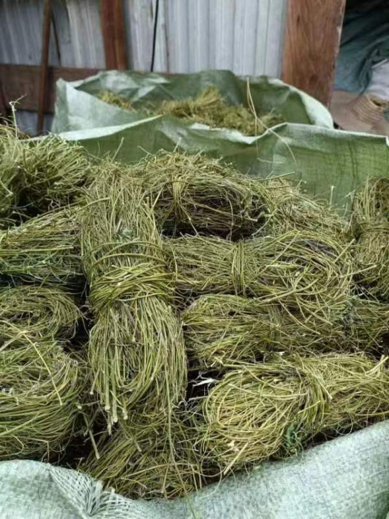 甘甜扎把鸡骨草质量保证欢迎联系采购量大从优