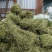 甘甜扎把鸡骨草质量保证欢迎联系采购量大从优