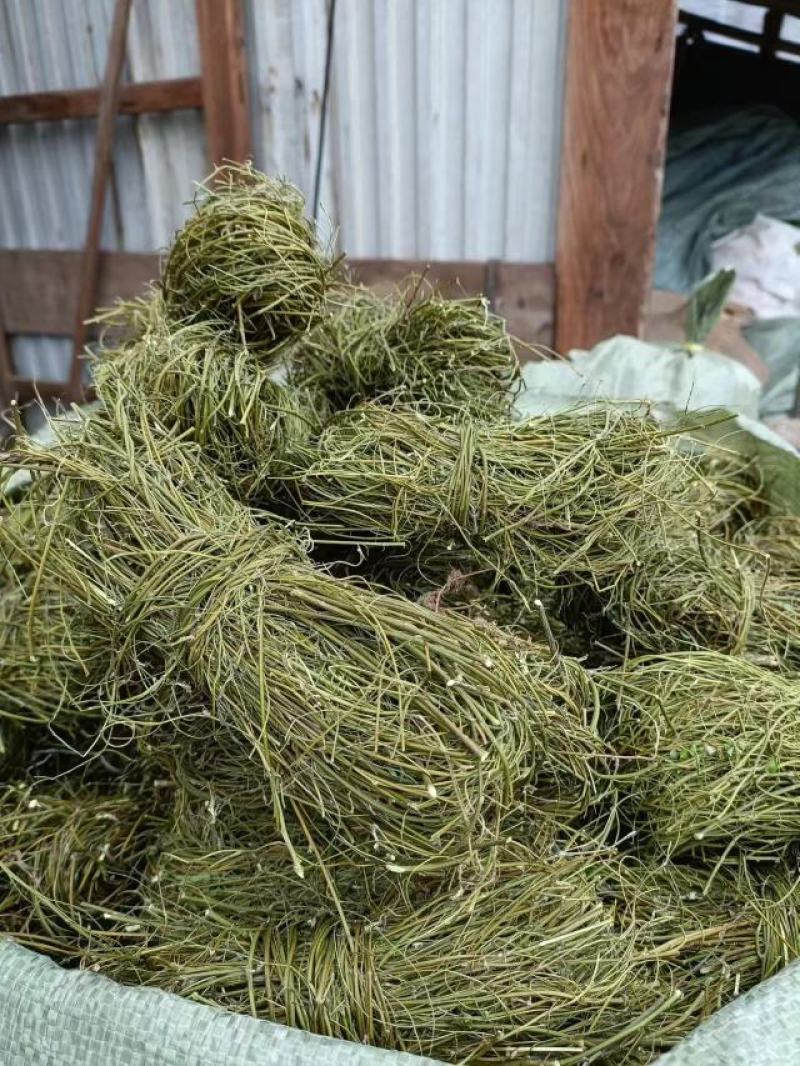 甘甜扎把鸡骨草质量保证欢迎联系采购量大从优
