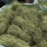 甘甜扎把鸡骨草质量保证欢迎联系采购量大从优