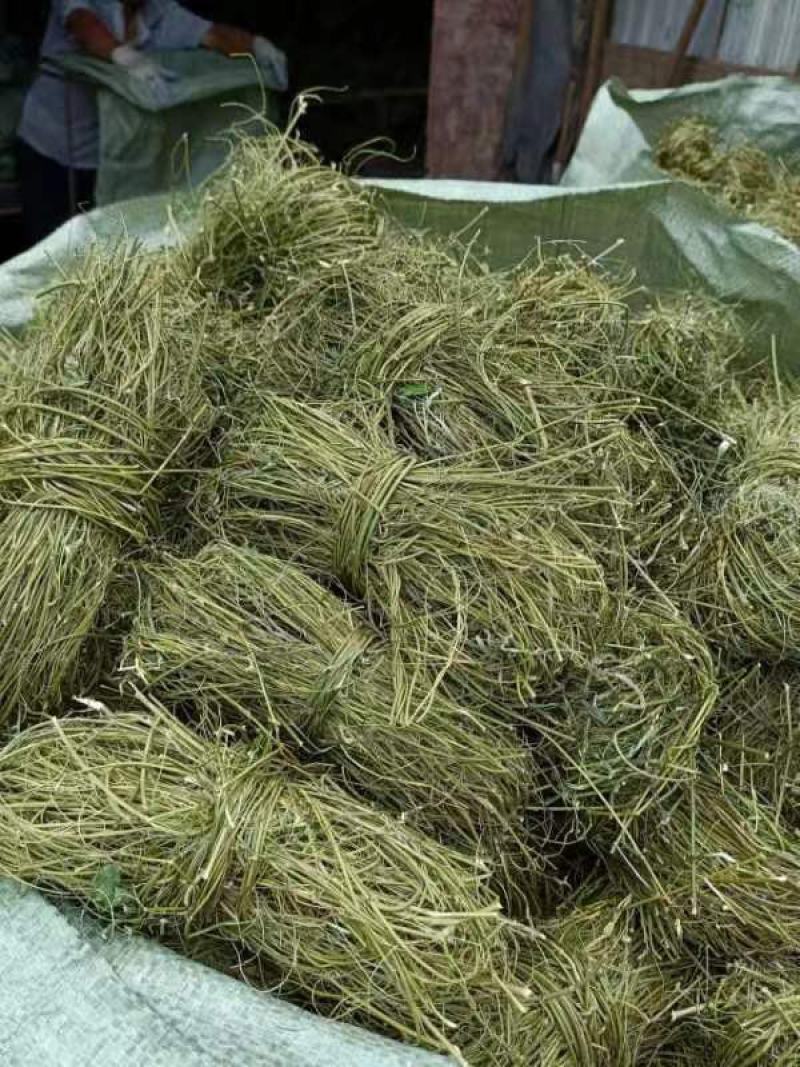 甘甜扎把鸡骨草质量保证欢迎联系采购量大从优