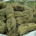 甘甜扎把鸡骨草质量保证欢迎联系采购量大从优