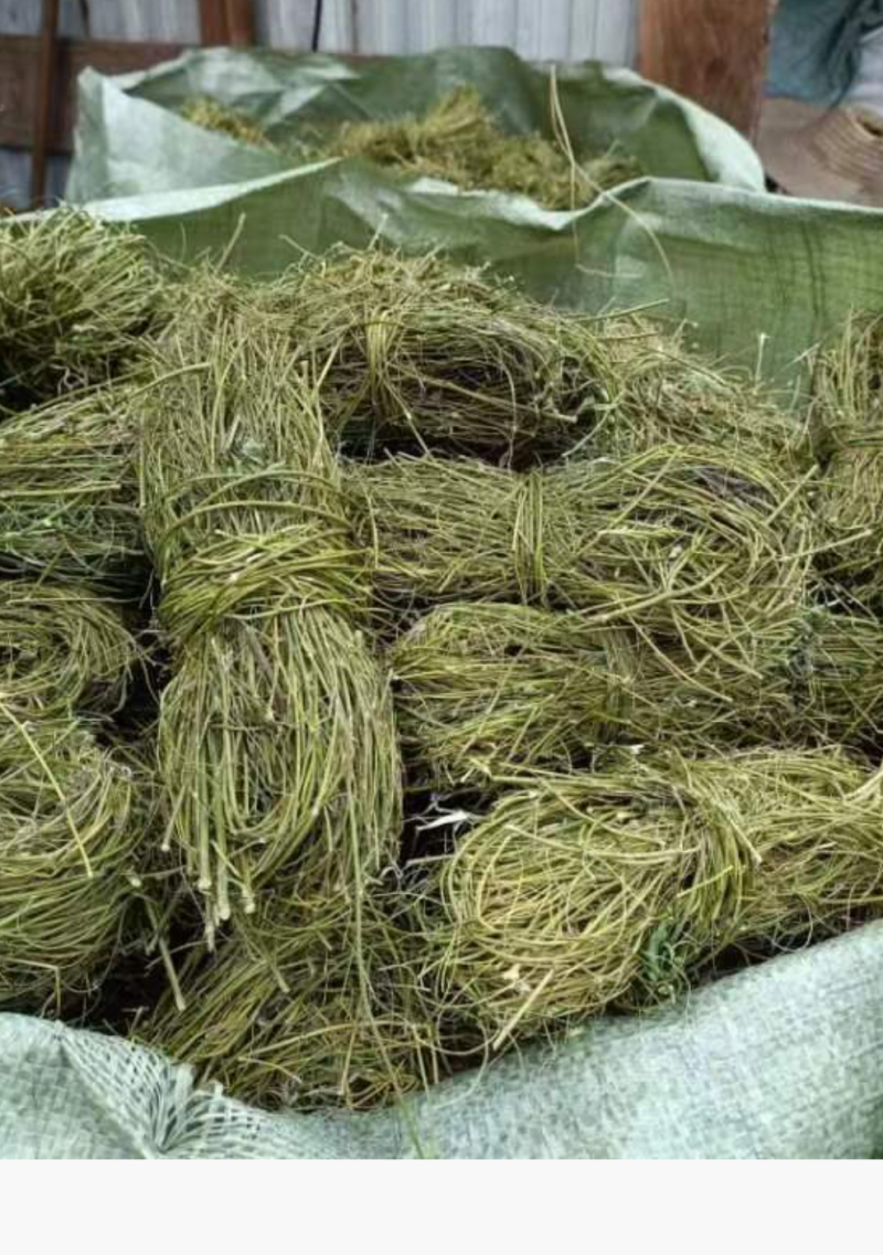 甘甜扎把鸡骨草质量保证欢迎联系采购量大从优