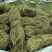 甘甜扎把鸡骨草质量保证欢迎联系采购量大从优