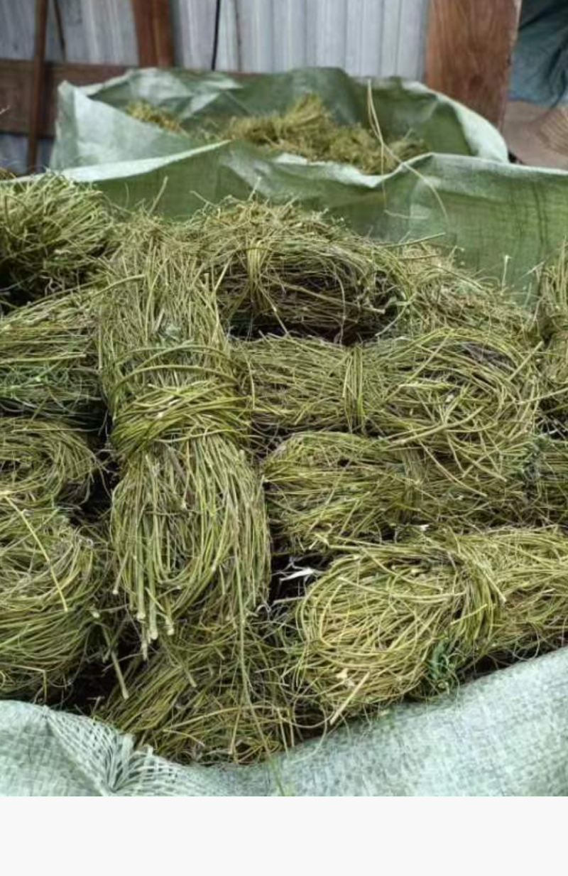 甘甜扎把鸡骨草质量保证欢迎联系采购量大从优