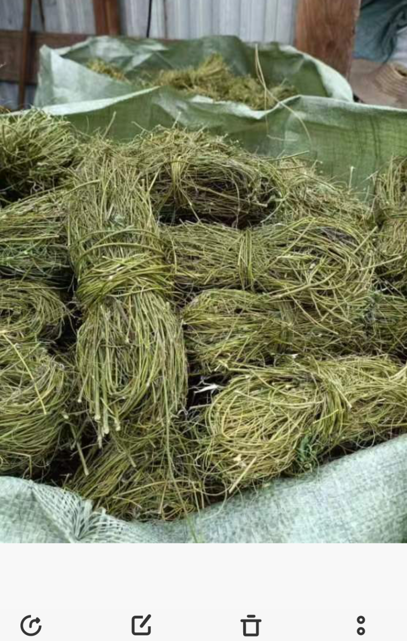 甘甜扎把鸡骨草质量保证欢迎联系采购量大从优