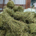 甘甜扎把鸡骨草质量保证欢迎联系采购量大从优