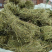 甘甜扎把鸡骨草质量保证欢迎联系采购量大从优