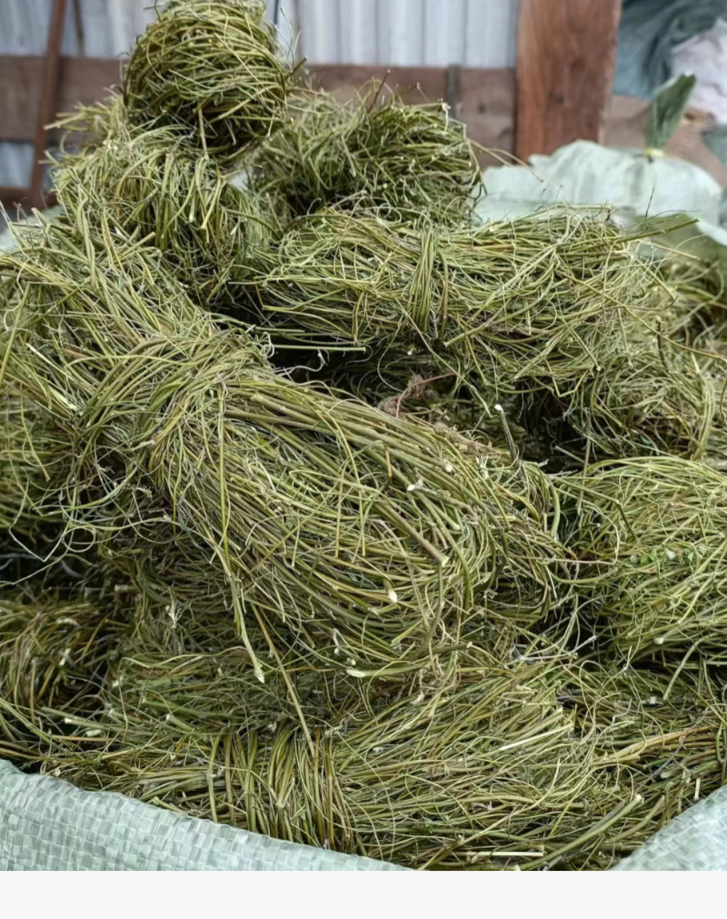 甘甜扎把鸡骨草质量保证欢迎联系采购量大从优