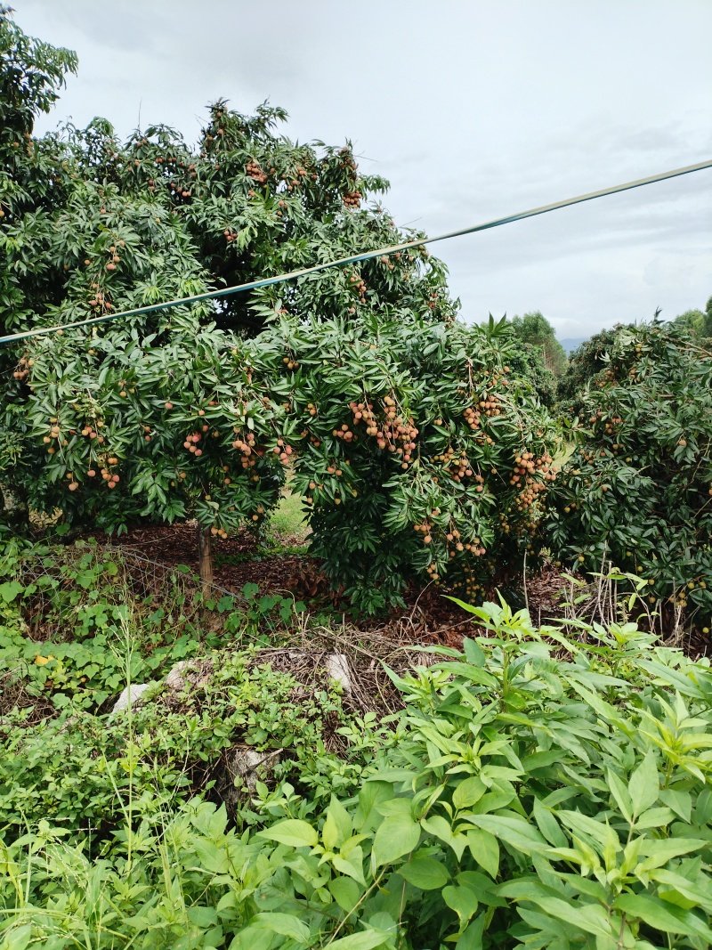 荔枝