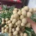 储良龙眼产区直发保质保量发货全国专业代办