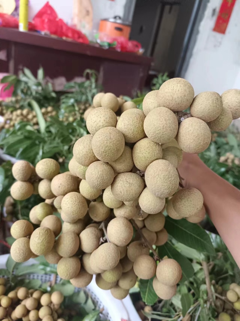 储良龙眼产区直发保质保量发货全国专业代办
