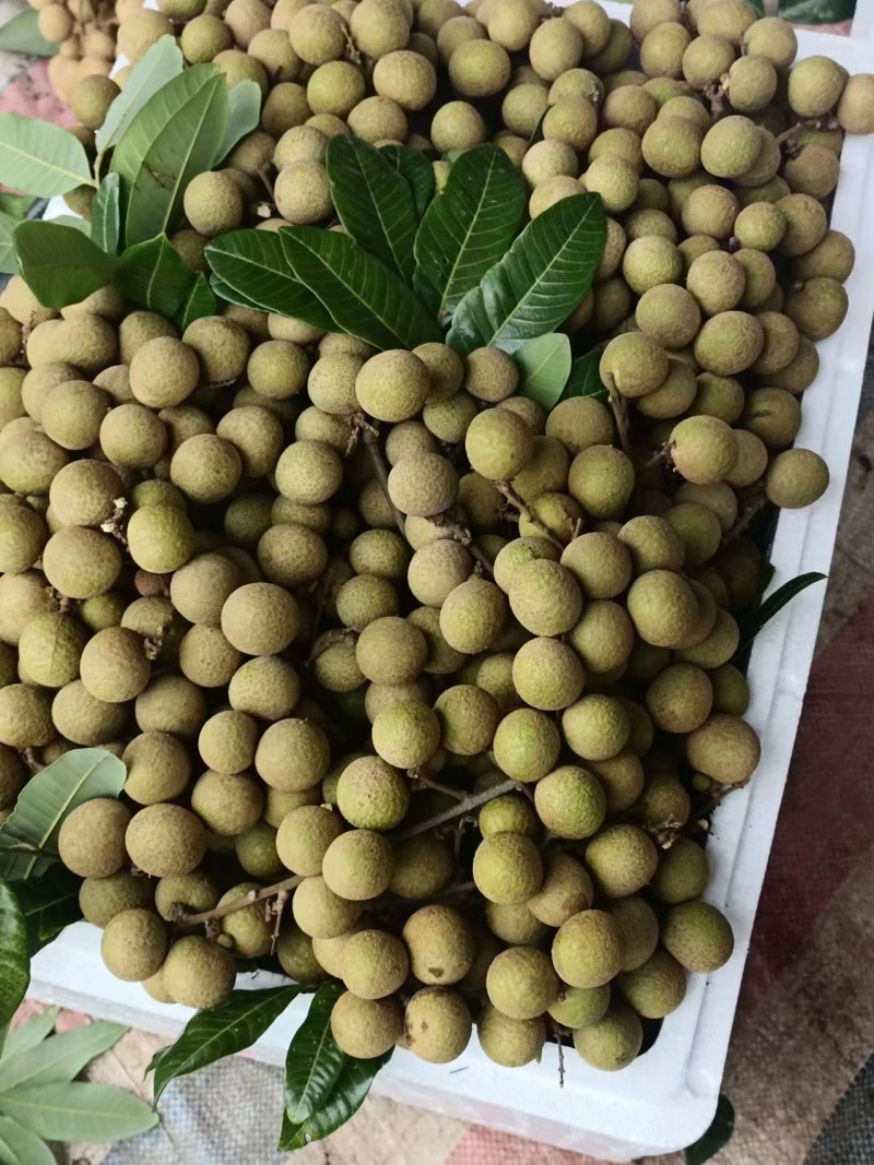 储良龙眼产区直发保质保量发货全国专业代办