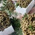 储良龙眼产区直发保质保量发货全国专业代办