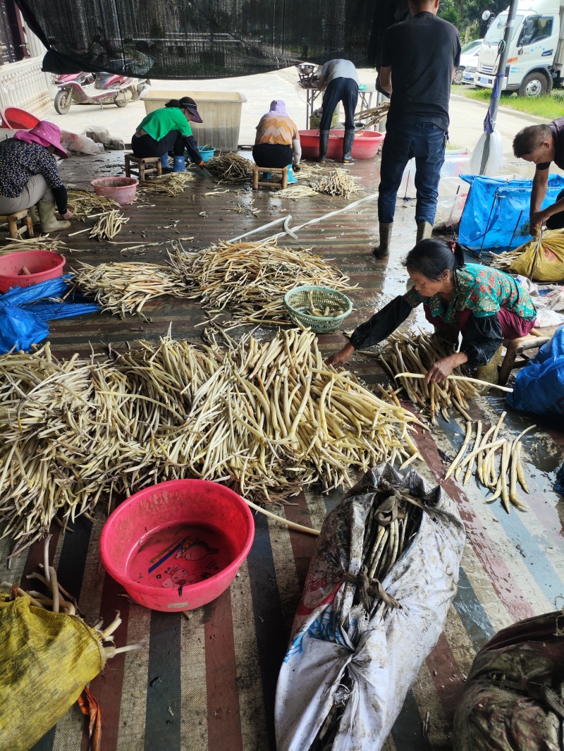 现摘现发，新鲜藕带，藕肠子，量大质优价格优惠欢迎电联