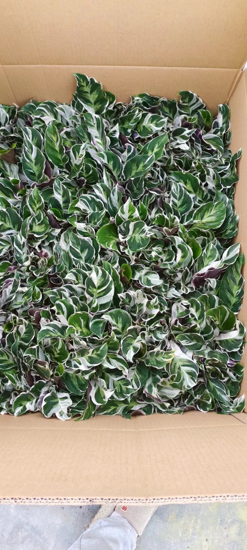油画竹芋
