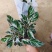 油画竹芋