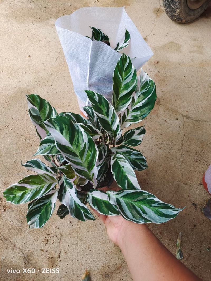 油画竹芋