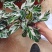 油画竹芋