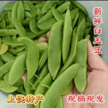 江西上饶玉山农家白玉豆新鲜现采扁豆基地