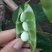 江西上饶玉山农家白玉豆新鲜现采扁豆基地