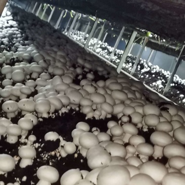双孢菇菌种常年销售优质双孢菇菌种，主推品种W192，828。